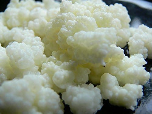Fun with Fermentation Active Milk Kefir Grains