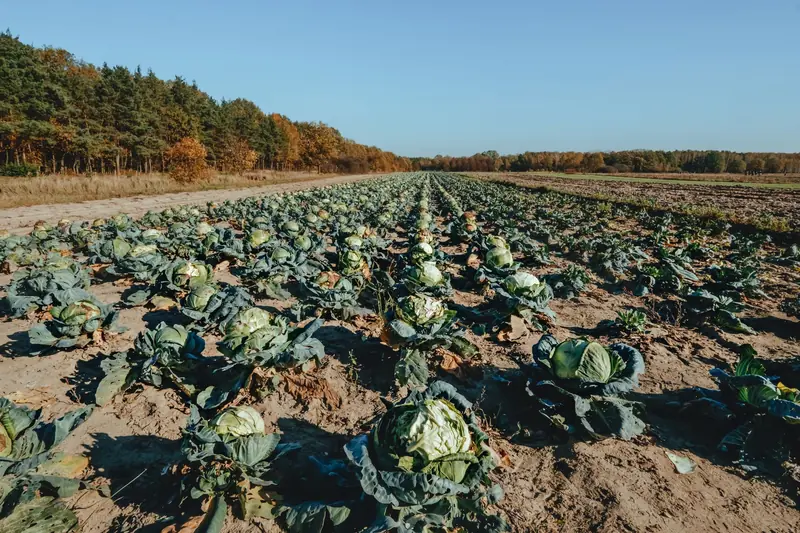 Idyllic cabbage field stretching into the distance under clear autumn skies